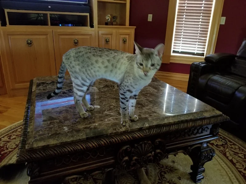 A1Savannahs Sasha F3 Female Savannah Kitten