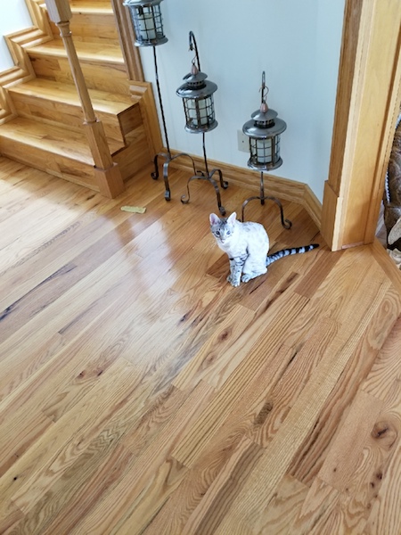A1Savannahs Sasha F3 Female Savannah Kitten