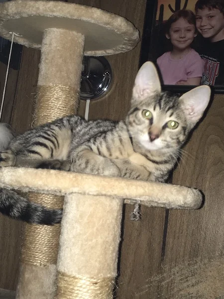 A1Savannahs F3 Italia on her perch napping