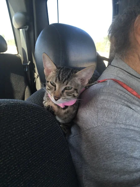 Nothing makes F3 Italia happy than snuggles with dad