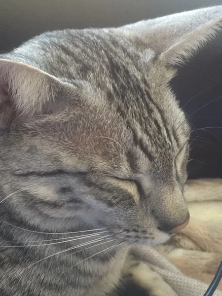 Nap time for SBT Hagen savannah cat