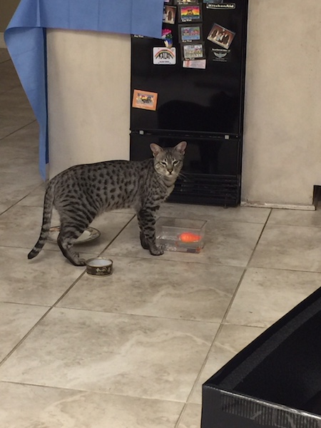 SBT Savannah Hagen is ready to get into something 