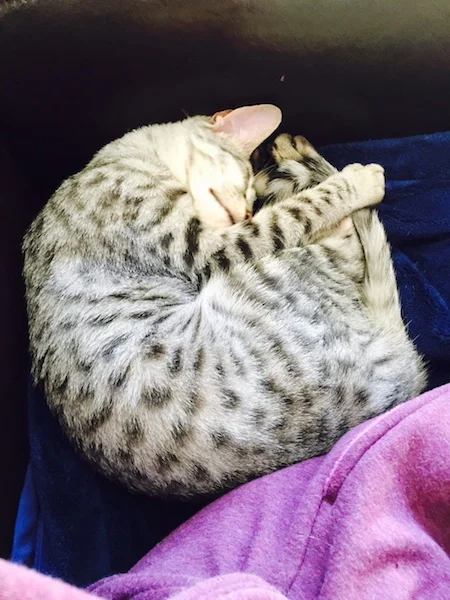 A1Savannahs SBT Hagen sleeping all curled up