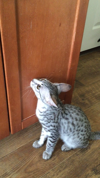 A1Savannahs SBT Hagen exploring the house