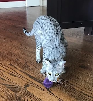 A1Savannahs SBT Hagen ready to play