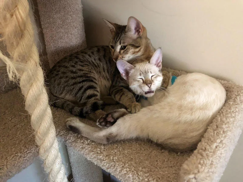 A1Savannahs SBT Maggie watching over another cat
