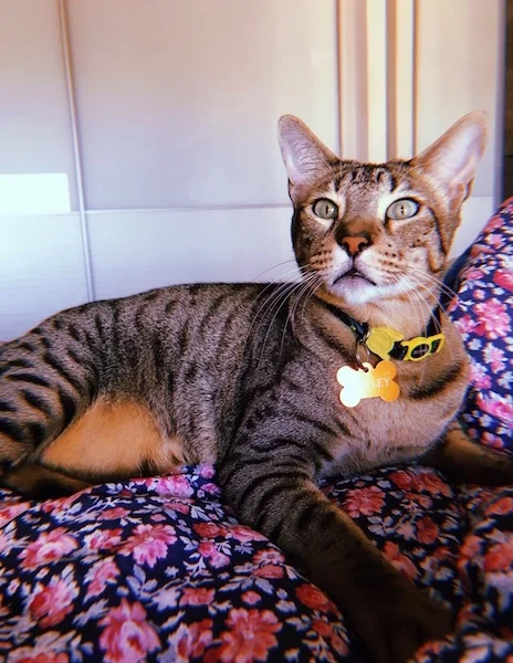 A1Savannahs Bentley is an F5 Savannah Male