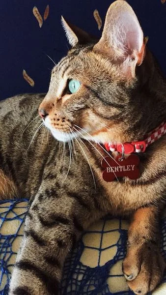 A1Savannahs Bentley is an F5 Savannah Male