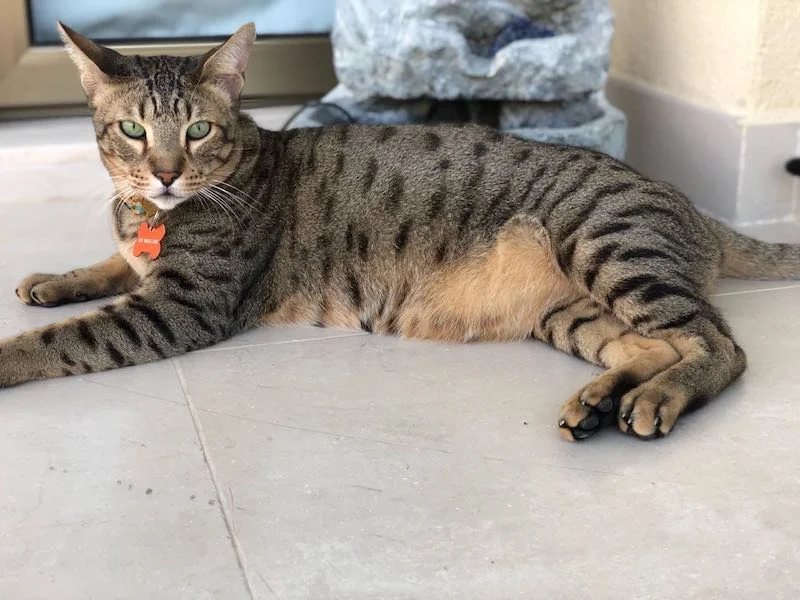 A1Savannahs Bentley is an F5 Savannah Male