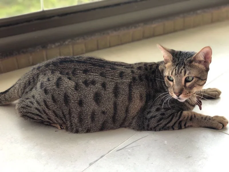 A1Savannahs Bentley is an F5 Savannah Male