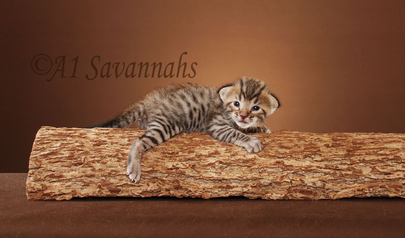 A1Savannahs Bentley is an F5 Savannah Male