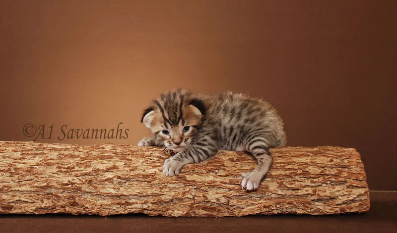 A1Savannahs Bentley is an F5 Savannah Male