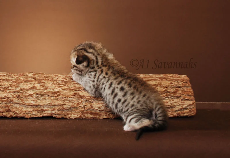 A1Savannahs Bentley is an F5 Savannah Male