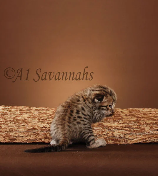 A1Savannahs Bentley is an F5 Savannah Male