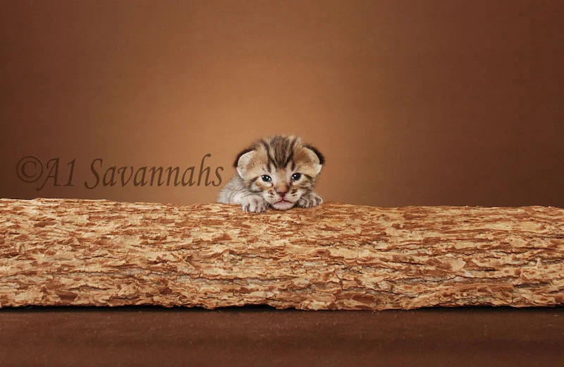 A1Savannahs Bentley is an F5 Savannah Male