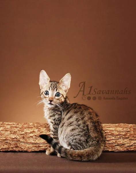 A1Savannahs Bentley is an F5 Savannah Male