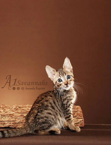 A1Savannahs Bentley is an F5 Savannah Male