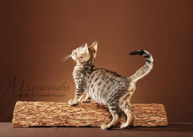 A1Savannahs Bentley is an F5 Savannah Male