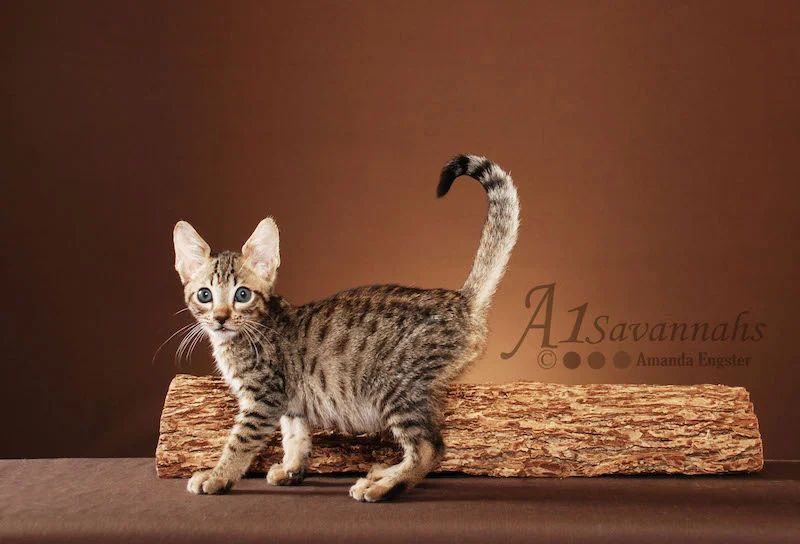 A1Savannahs Bentley is an F5 Savannah Male