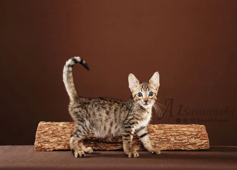 A1Savannahs Bentley is an F5 Savannah Male