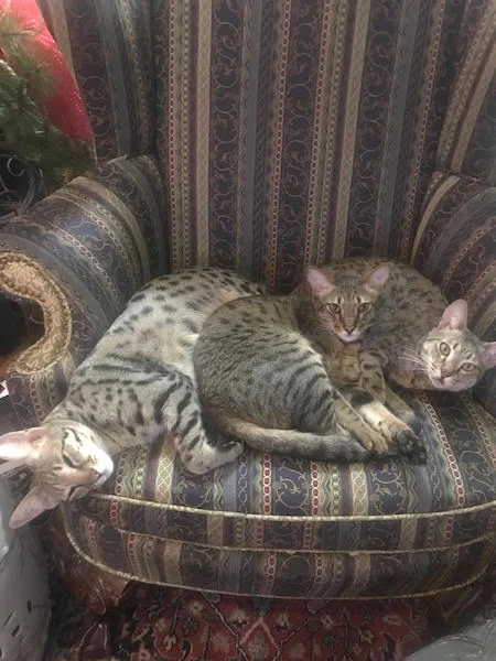 F4 Olivia sleeping with SBT Ethan and F2 Leo