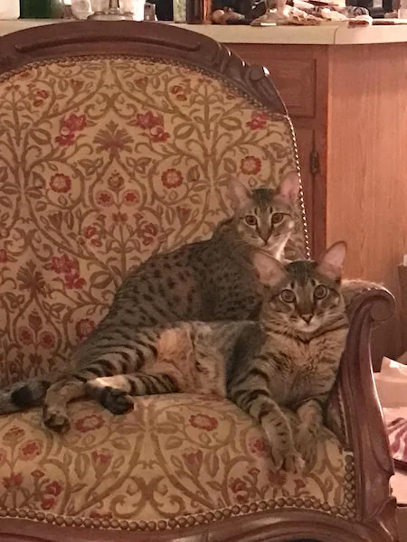 F5 Olivia sitting over SBT Ethan (Galeas)