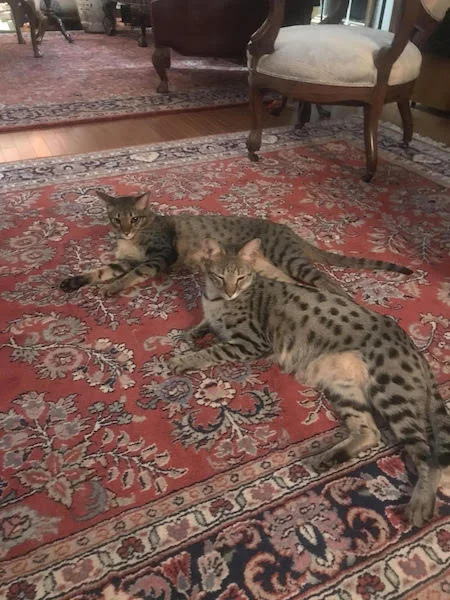 SBT Ethan loves to nap with F2 Leo