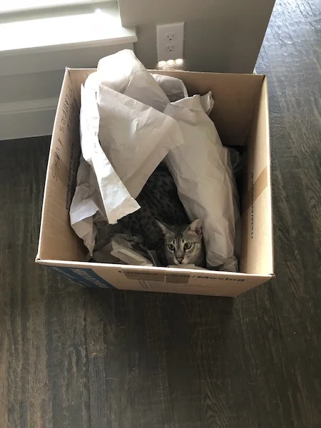 if there is a box to be found SBT Loki is in it