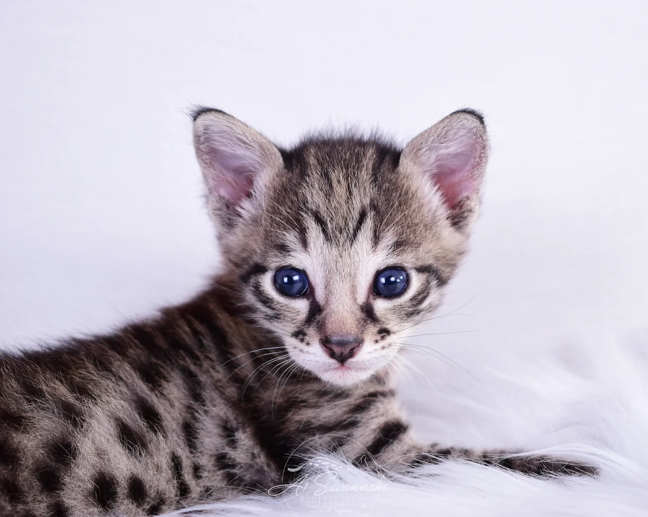 Luca is an F2 Savannah male from A1Savannahs. The Original Founder of the Savannah Cat Breed.