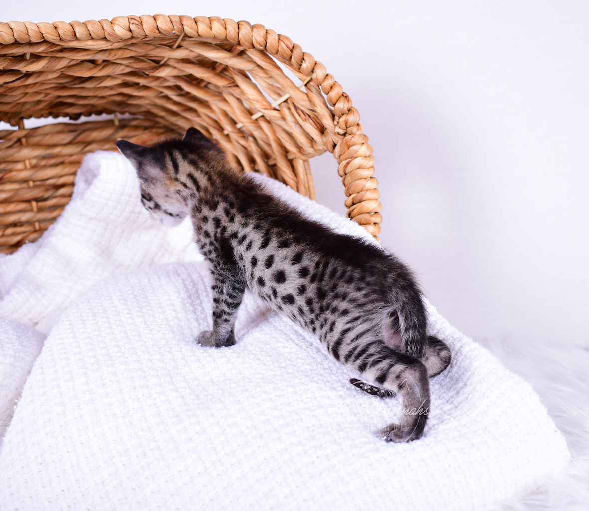 Displaying his long body and large spots is F2 male Luca from A1Savannahs