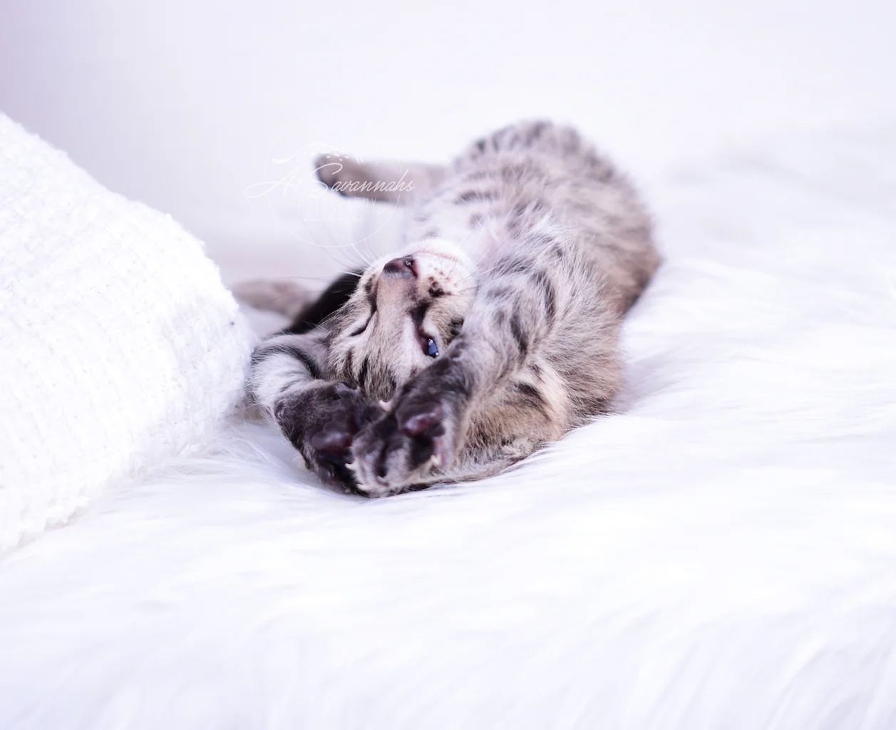 Adorable F2 Male Luca is bred here in Ponca City, OK at the Founder of the Savannah Cat Breed