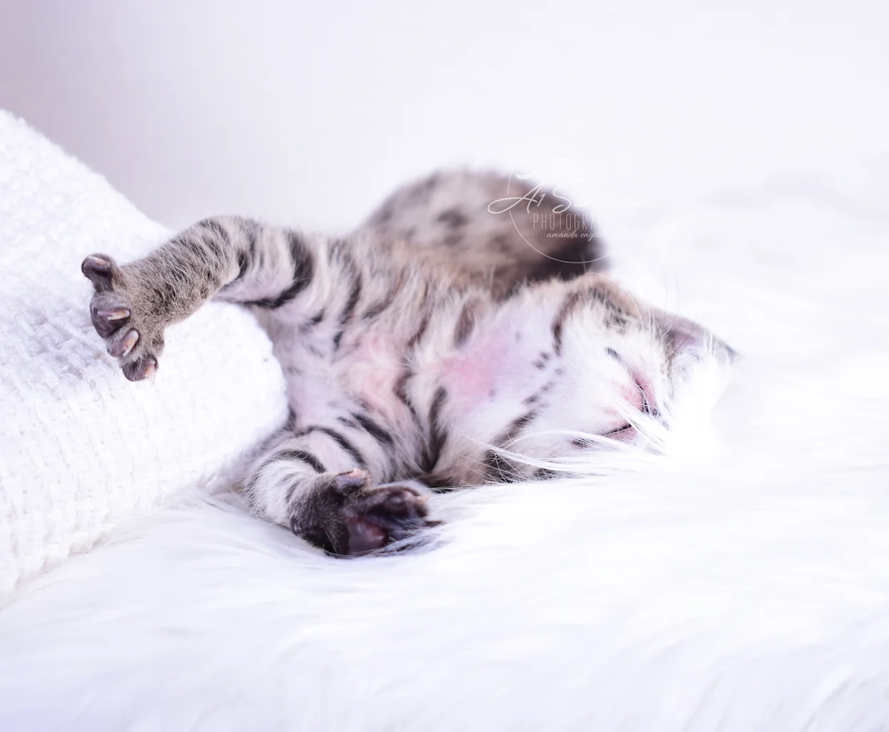 Luca is an F2 Savannah male from A1Savannahs. The Original Founder of the Savannah Cat Breed.