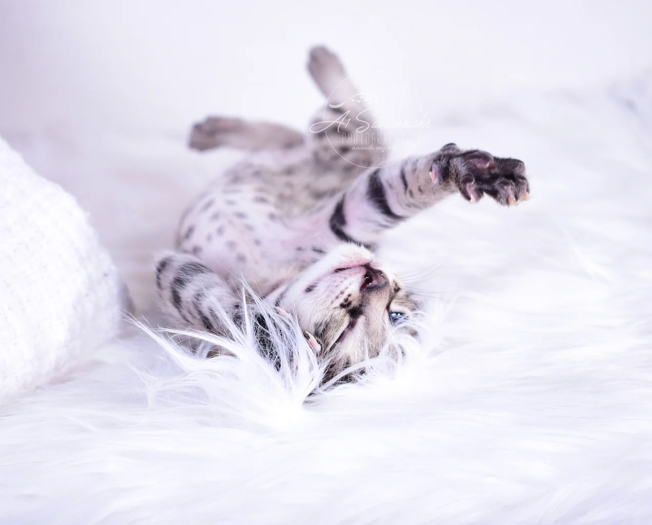 Adorable F2 Male Luca is bred here in Ponca City, OK at the Founder of the Savannah Cat Breed