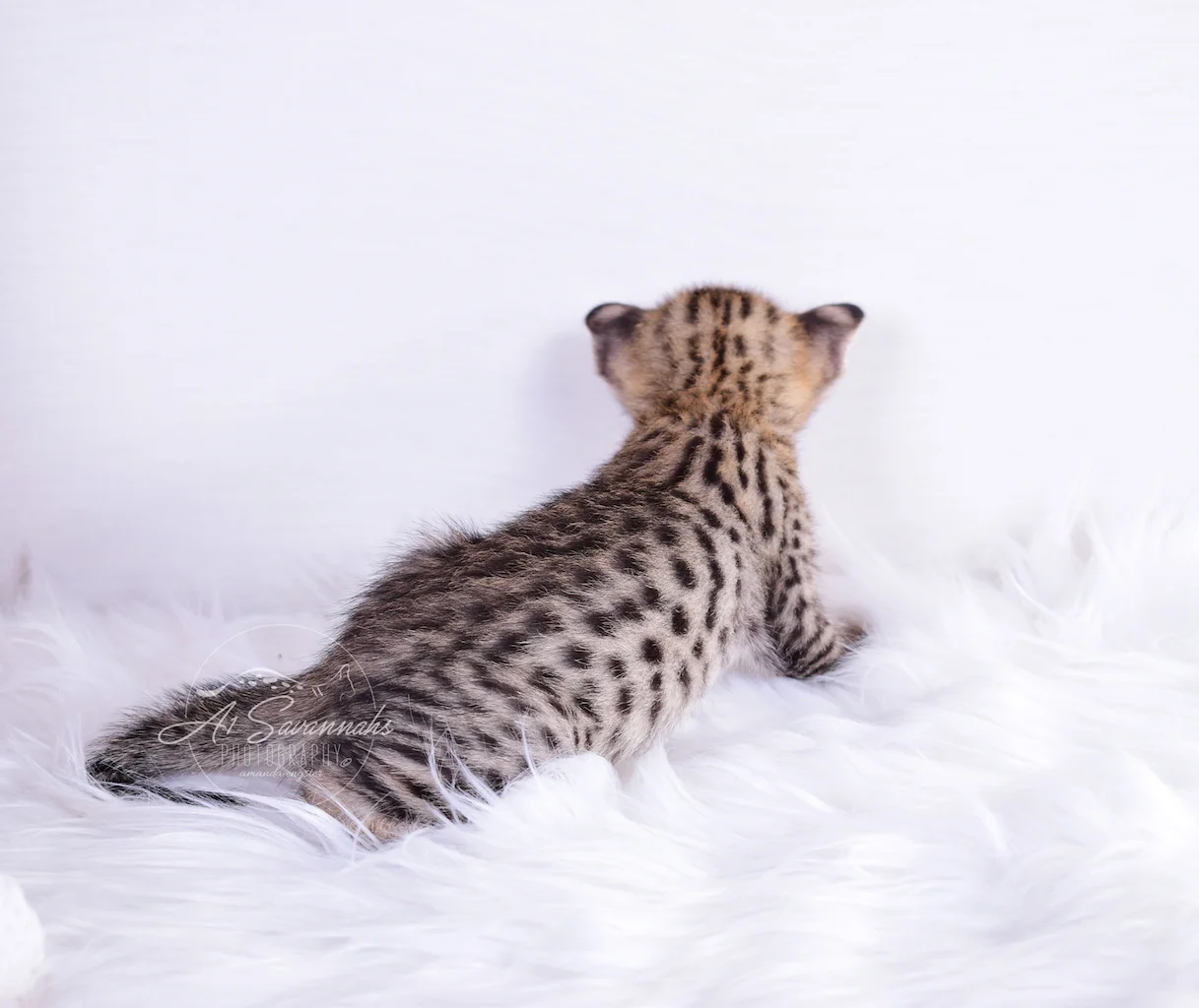 A1Savannahs F2 Female Laila showing off her beautiful Spots