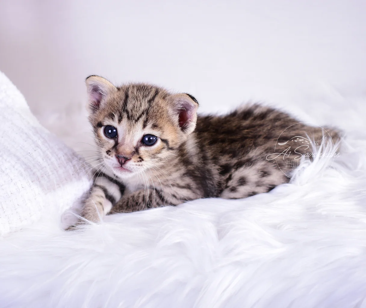 F2 Female Savannah Kitten Laila is from A1Savannahs - The Original Founder of the Savannah Cat Breed