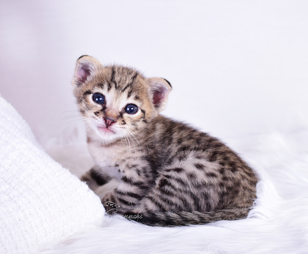 Laila is a beautiful F2 kitten with exotica facial markings from A1Savannahs in Ponca City, OK