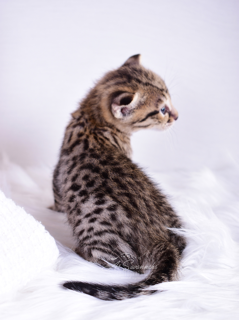 F2 Female Savannah Kitten Laila is from A1Savannahs - The Original Founder of the Savannah Cat Breed