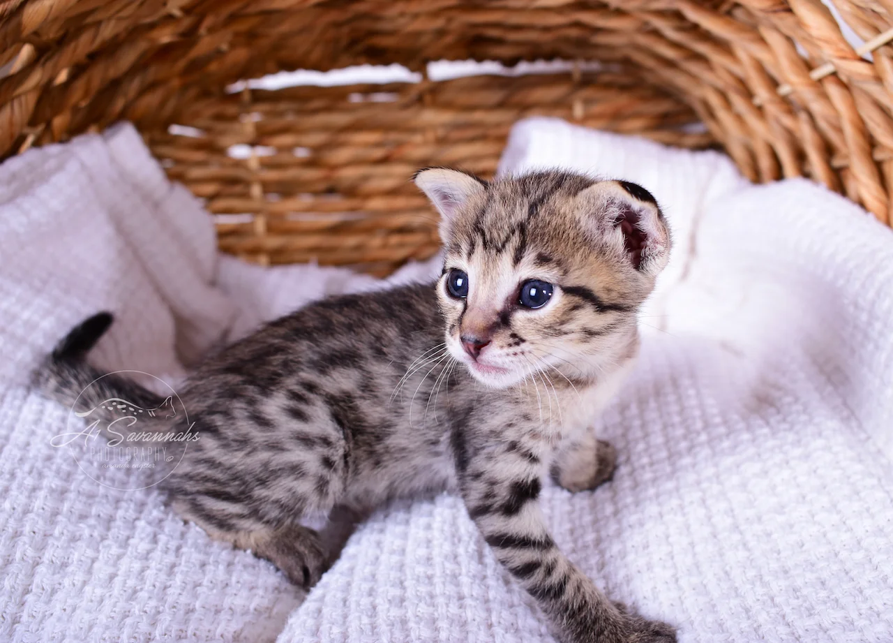 Laila is a beautiful F2 kitten with exotica facial markings from A1Savannahs in Ponca City, OK