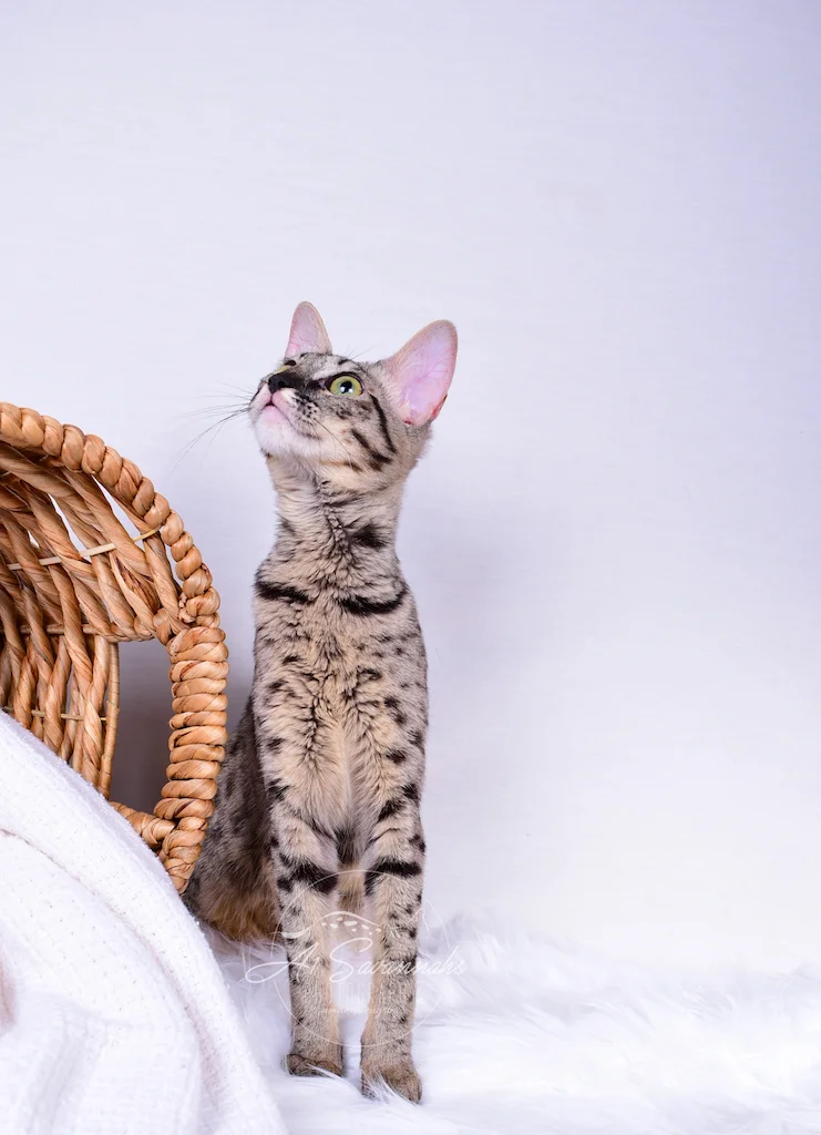 A1Savannahs F4 Female Savannah Cat Alexa