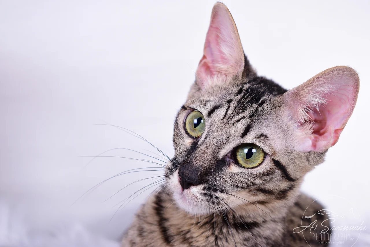 A1Savannahs F4 Savannah Cat Female Alexa