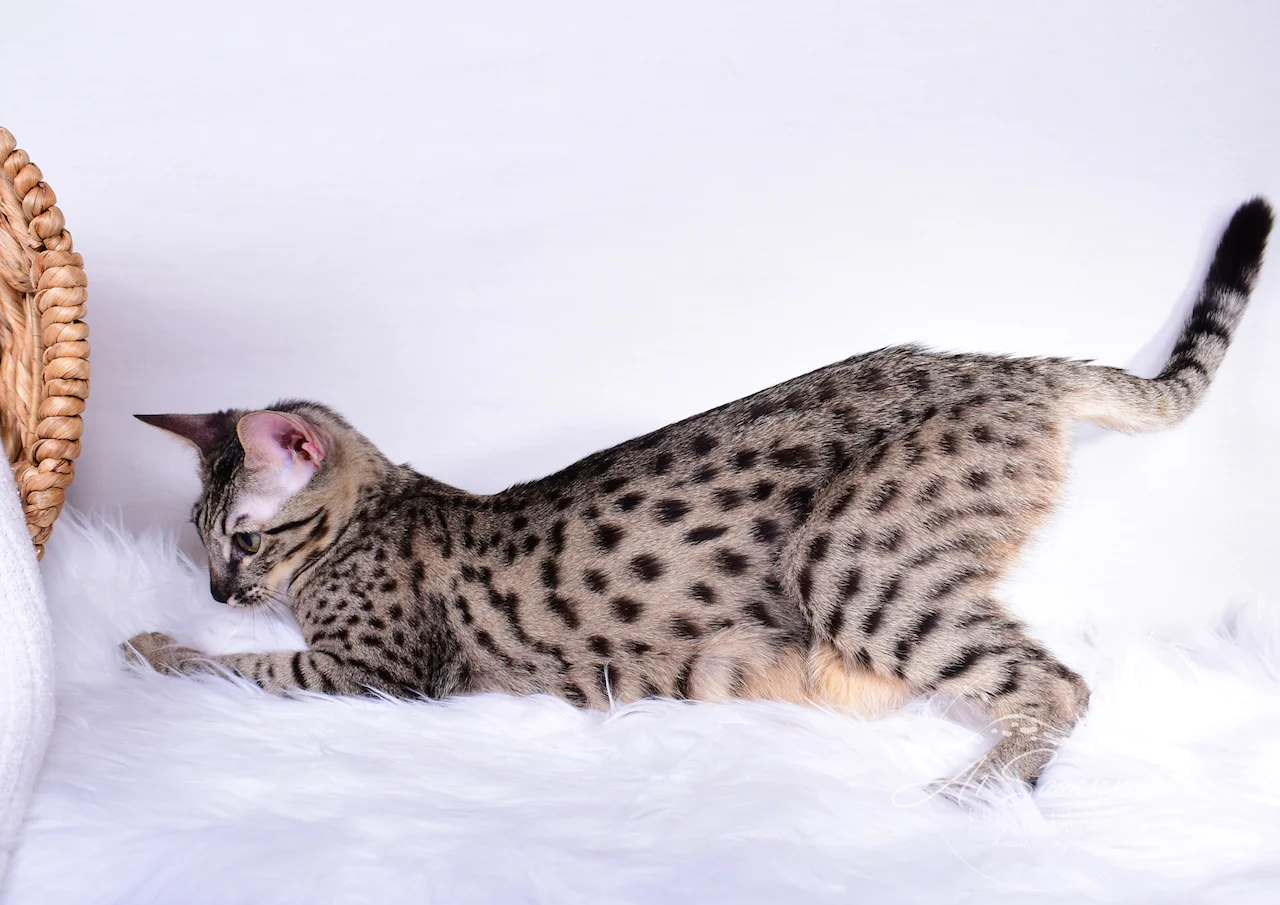 A1Svannahs Alexa is a female F4 Savannah Cat