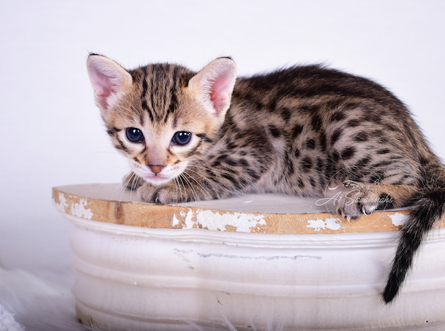 A1Savannahs Talon is an adorable F3 Male Savannah Kitten