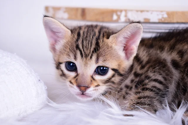 F3 Male Savannah Kitten Talon is ready for his photo shoot