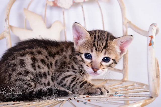 A1Savannahs Talon is an F3 Male Savannah Kitten