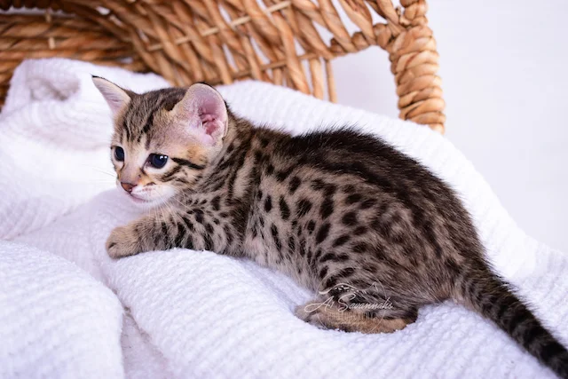Talon has that long lean body of a typical savannah cat. 