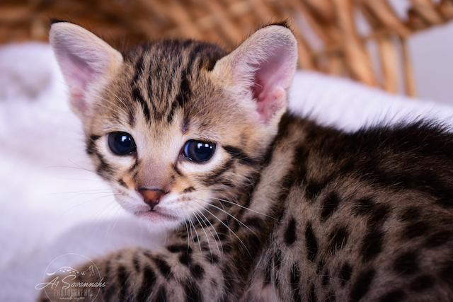 F3 Male Savannah Kitten Talon is from A1Savannahs. The Original Founder of the Savannah Cat Breed