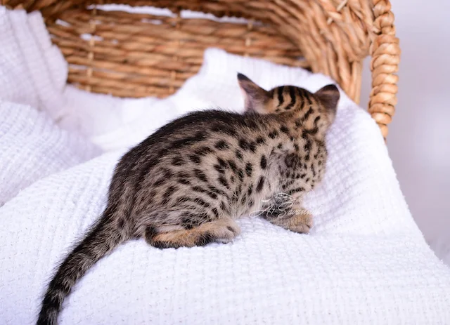 Savannah Kitten Talon is an F3 born and raised here in Ponca City, OK at The Original Founder of the Savannah Cat Breed.