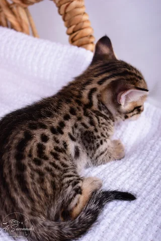 F3 Male Savannah Kitten Talon is from A1Savannahs The Origninal Founder of the Savannah Cat Breed 