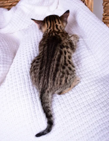A1Savannahs Talon is an F4 Savannah Male Kitten showing you his nice coat