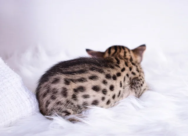 Look at those amazing spots on A1Savannahs F3 Male Savannah Kitten Talon